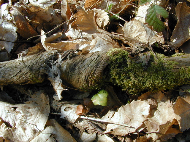 Log