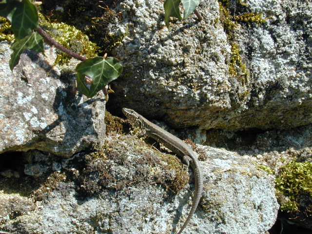 Lizard
