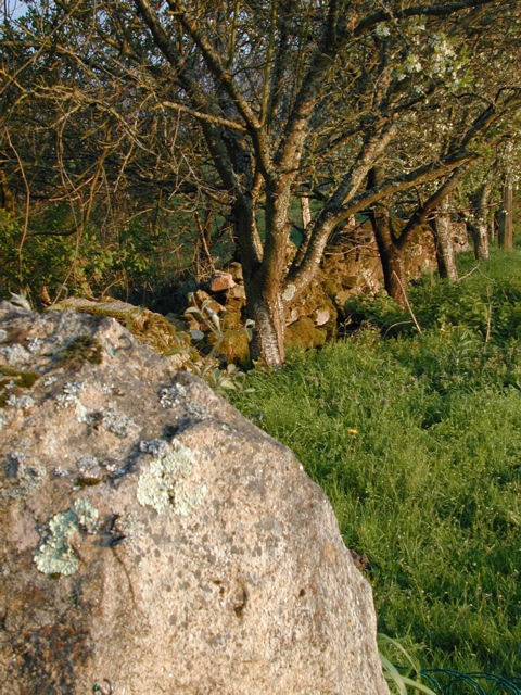 Wall and Tree