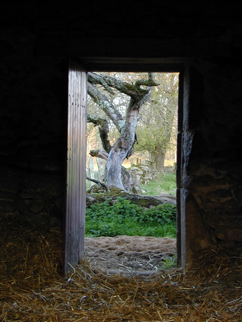 Door & Tree