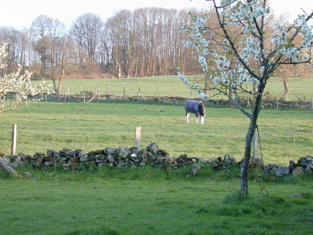Kylie en pasture