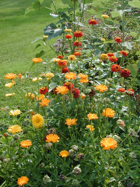 Ollies_flowers