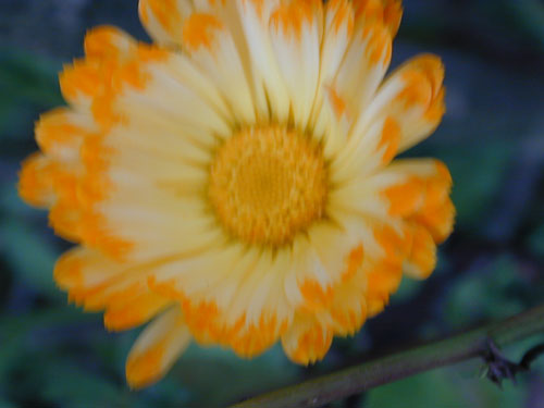 DSCN7653