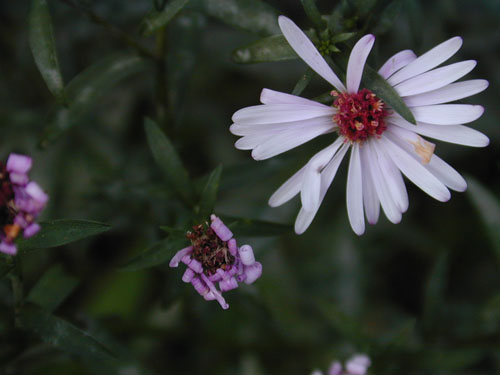 DSCN7654