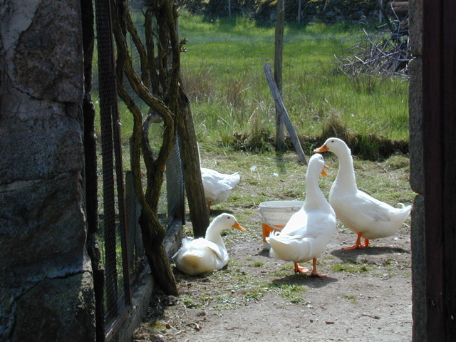 Ducks