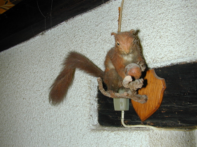 Squirrel