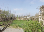 Garden by jaqui