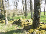 Wall