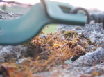 Mossy bit