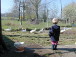 Elliot & Ducks I