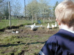 Elliot & Ducks II