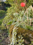 Garden at La Lande