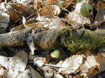 Log