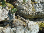 Lizard