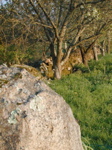 Wall and Tree