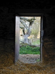 Door & Tree