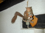 Squirrel