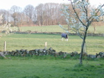 Kylie en pasture