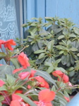 Window Box