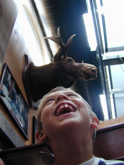 Ollie_moose_boston
